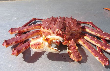 Photo of a Red King Crab