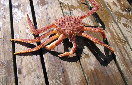 Photo of a Red King Crab