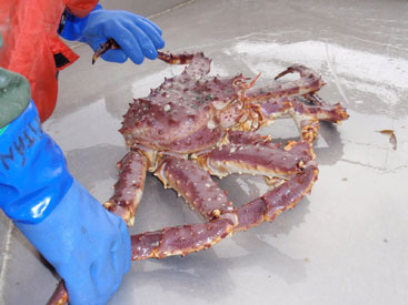 Photo of a Red King Crab