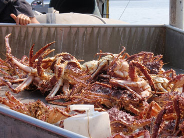 Photo of a Red King Crab