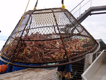 Photo of a Red King Crab