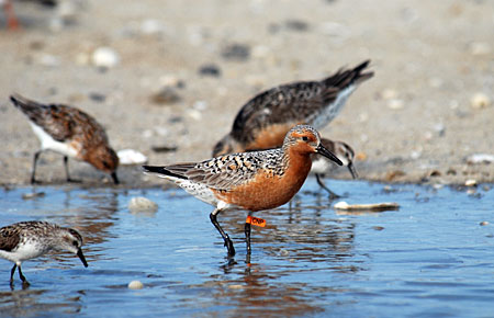 Photo of a Red Knot