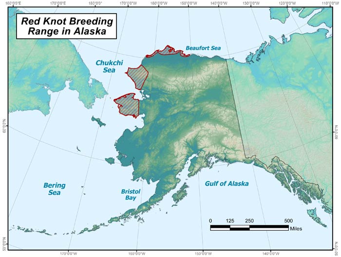 Range map of Red Knot in Alaska