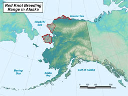 Red Knot range map