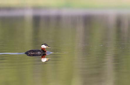 Photo of a Red-necked Grebe