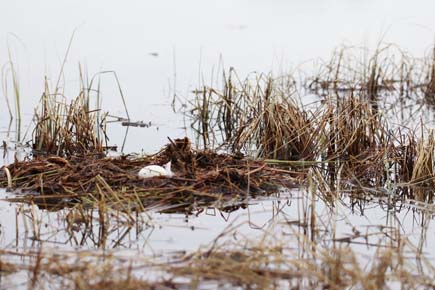 Photo of a Red-necked Grebe