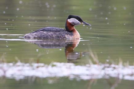 Photo of a Red-necked Grebe