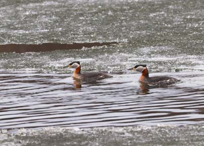 Photo of a Red-necked Grebe