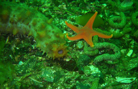 Photo of a Red Sea Cucumber