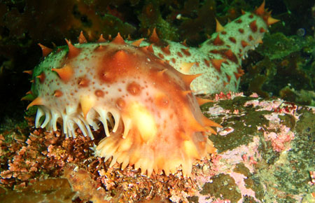 Photo of a Red Sea Cucumber