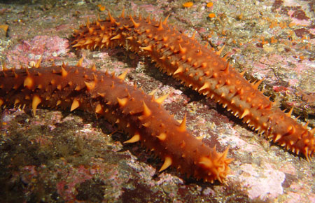 Photo of a Red Sea Cucumber