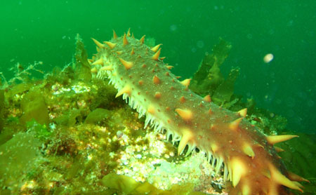 Photo of a Red Sea Cucumber