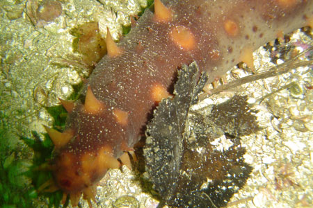 Photo of a Red Sea Cucumber