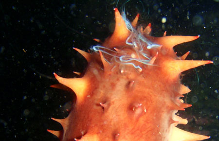 Photo of a Red Sea Cucumber