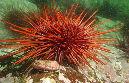 Photo of a Red Sea Urchin