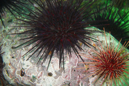 Photo of a Red Sea Urchin