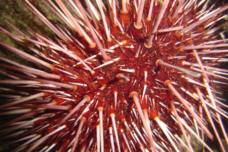 Photo of a Red Sea Urchin