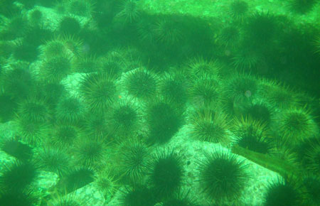 Photo of a Red Sea Urchin