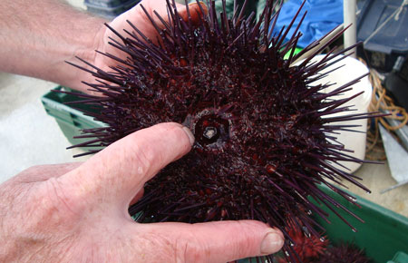 Photo of a Red Sea Urchin