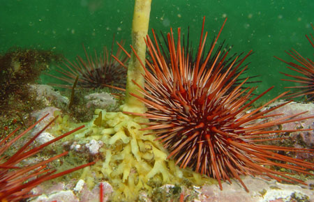 Photo of a Red Sea Urchin