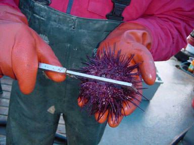 Photo of a Red Sea Urchin