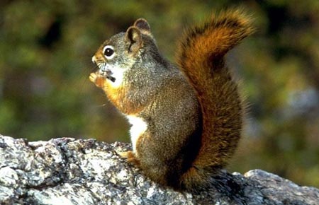 Photo of a Red Squirrel