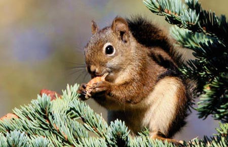 Photo of a Red Squirrel