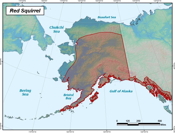 Range map of Red Squirrel in Alaska