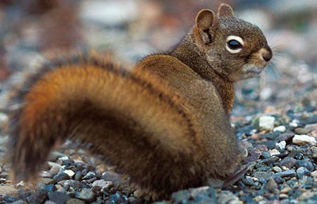 Photo of a Red Squirrel