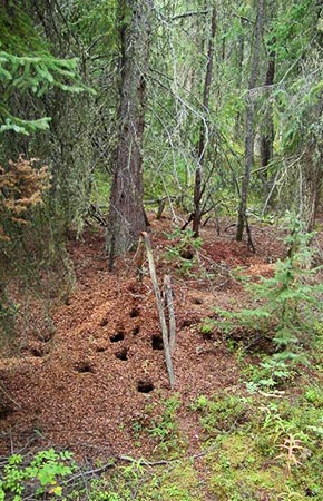 Photo of a Red Squirrel