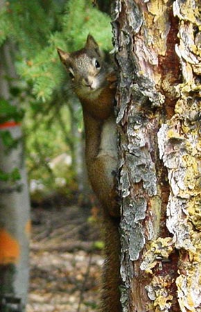 Photo of a Red Squirrel