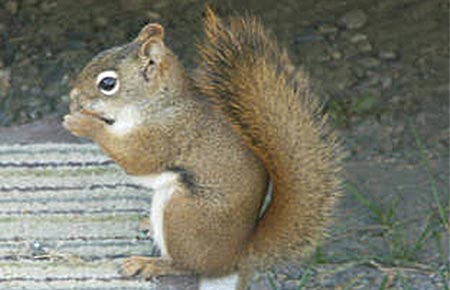 Photo of a Red Squirrel