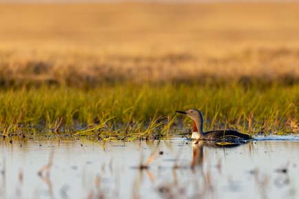 Photo of a Red-throated Loon