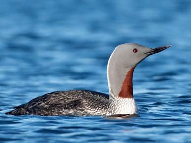Photo of a Red-throated Loon