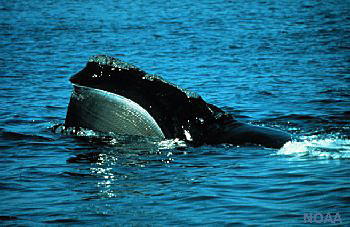 Photo of a North Pacific Right Whale