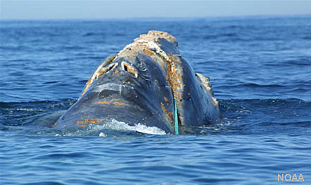 Photo of a North Pacific Right Whale