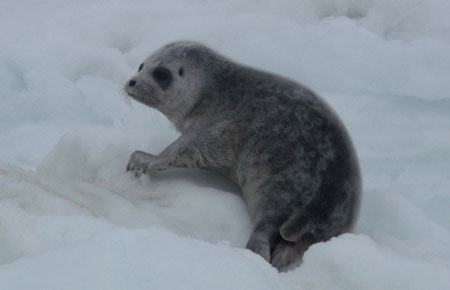 Shawn Dahle, NOAA Polar Ecosystems Program research cruise