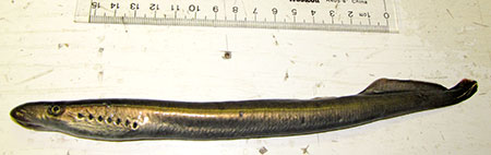 Photo of a River Lamprey