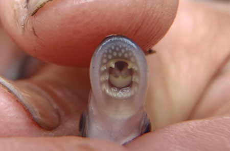 Photo of a River Lamprey