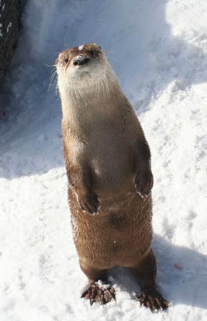 Photo of a River Otter