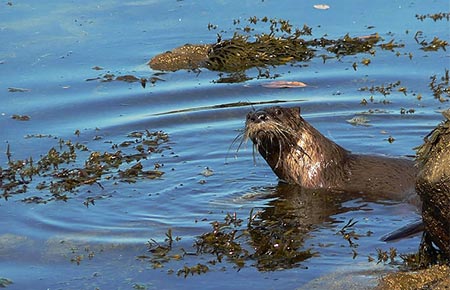 Photo of a River Otter