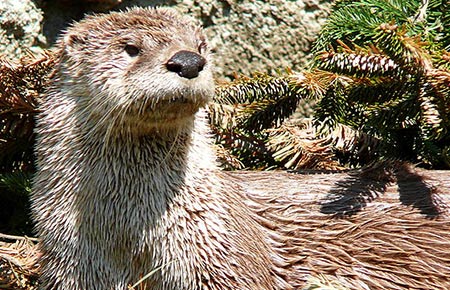 Photo of a River Otter