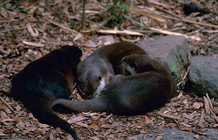 Photo of a River Otter