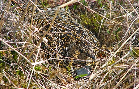 Photo of a Rock Ptarmigan