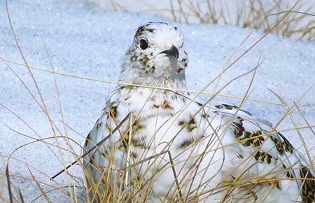 Photo of a Rock Ptarmigan