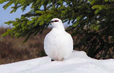 Photo of a Rock Ptarmigan