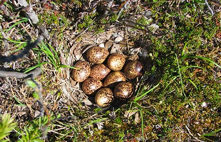 Photo of a Rock Ptarmigan