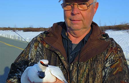 Photo of a Rock Ptarmigan