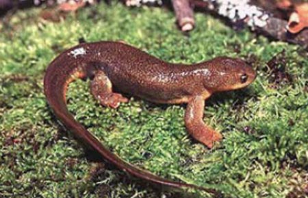 Photo of a Roughskin Newt