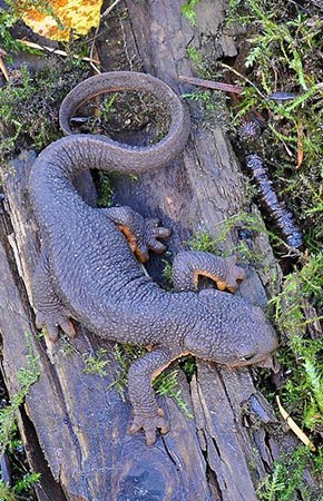 Photo of a Roughskin Newt